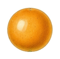Physalis pruinosa (Physalis pruinosa): flower and fruit for plant portrait - Fruit vegetables, Nightshade family, Harvest