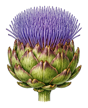 Cynara scolymus (Cynara scolymus): plant portrait - Vegetables, Aster family, Harvest June - October