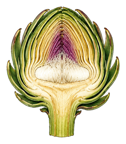 Cynara scolymus (Cynara scolymus): whole plant for plant portrait - Vegetables, Aster family, Harvest June - October