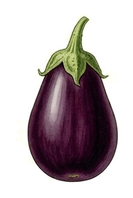 Eggplant (Solanum melongena): plant portrait - Fruit vegetables, Nightshade family, Harvest July - October