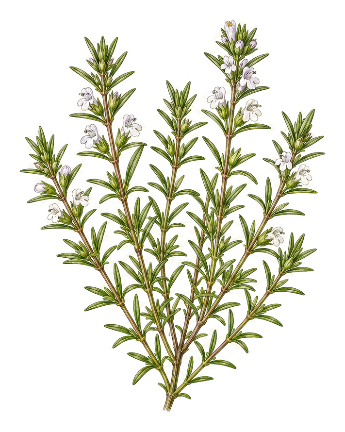 Satureja (Satureja): whole plant for plant portrait - Herbs, Lamiaceae, Harvest June - October