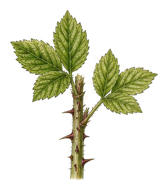 Brombeere (Rubus): Pflanzenportrait - Beerenobst, Rosengewächse, Ernten Juli - Oktober