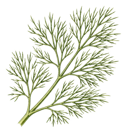 Dill (Anethum graveolens): Ganze Pflanze für Pflanzenportrait - Kräuter, Doldenblütler, Ernten Mai - Oktober