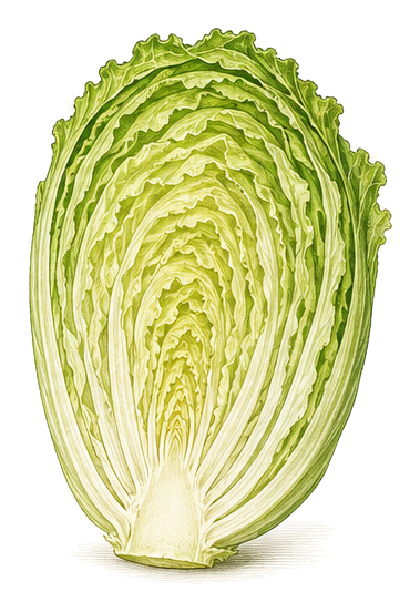 iceberg lettuce (Lactuca sativa var. capitata): whole plant for plant portrait - Salads, Aster family, Harvest June - October