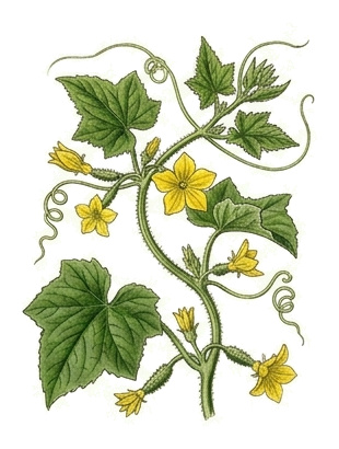 Cucumber (Cucumis sativus): whole plant for plant portrait - Cucurbits, Gourd family, Harvest July - October