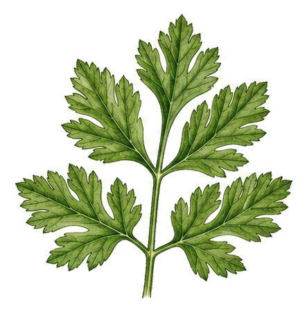 Echter Kerbel (Anthriscus cerefolium): Ganze Pflanze für Pflanzenportrait - Kräuter, Doldenblütler, Ernten April - Oktober