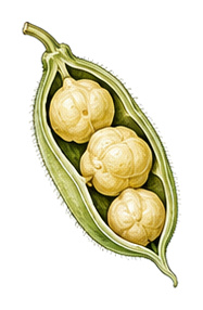 Kichererbse (Cicer arietinum): Blüte und Frucht für Pflanzenportrait - Leguminosen, Hülsenfrüchtler, Ernten Juli - September