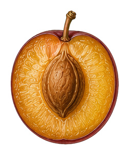 Cherry plum (Prunus cerasifera): plant portrait - Stone fruit, Rose family, Harvest June - August