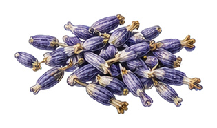 Lavendel (Lavandula): Leaf für Pflanzenportrait - Kräuter, Lippenblütler, Ernten Juni - August