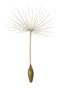 Löwenzahn (Taraxacum): Pflanzenportrait - Wildkräuter, Korbblütler, Ernten März - Oktober