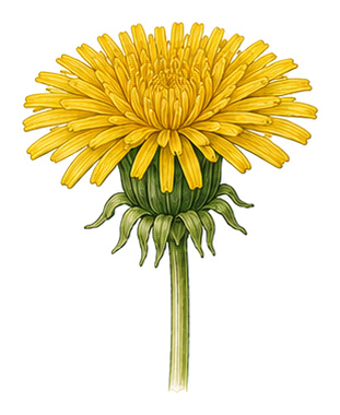 Löwenzahn (Taraxacum): Pflanzenportrait - Wildkräuter, Korbblütler, Ernten März - Oktober