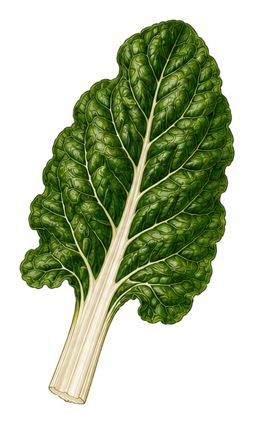 Mangold (Beta vulgaris subsp. vulgaris Cicla Group): Ganze Pflanze für Pflanzenportrait - Gemüse, Fuchsschwanzgewächse