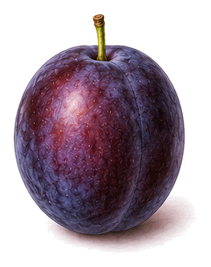 European Plum (Prunus domestica): plant portrait - Stone fruit, Rose family, Harvest July - October