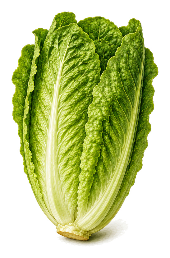 Romaine lettuce (Lactuca sativa var. longifolia): whole plant for plant portrait - Salads, Daisy family, Harvest May