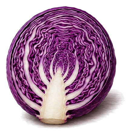 red cabbage (Brassica oleracea var. capitata f. rubra): whole plant for plant portrait - Cabbages, Mustard family, Harvest