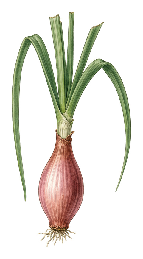 Shallot (Allium ascalonicum): whole plant for plant portrait - Alliums, Amaryllis family, Harvest July - August
