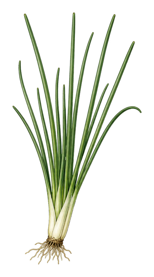 Allium ramosum (Allium ramosum): whole plant for plant portrait - Herbs, Amaryllis family, Harvest April - October