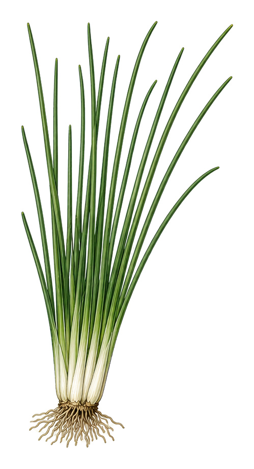 Chives (Allium schoenoprasum): whole plant for plant portrait - Herbs, Amaryllis family, Harvest April - November