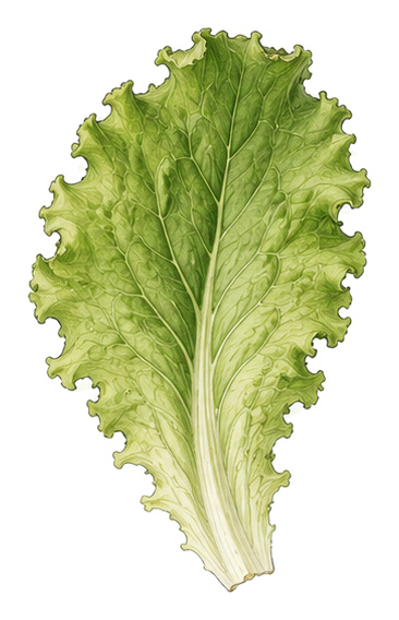 cutting lettuce (Lactuca sativa var. crispa): whole plant for plant portrait - Salads, Aster family, Harvest April - October
