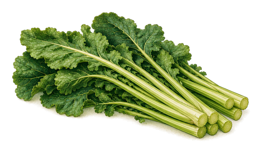 Stielmus (Brassica rapa subsp. rapa): whole plant for plant portrait - Vegetables, Mustard family, Harvest April - October