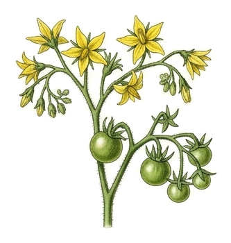 tomato (Solanum lycopersicum): plant portrait - Fruit vegetables, nightshade family, Harvest July - October