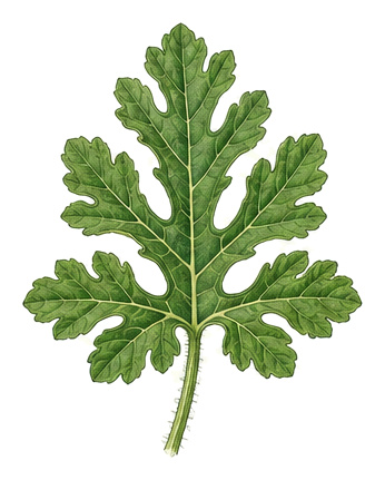 watermelon (Citrullus lanatus): plant portrait - Cucurbits, Gourd family, Harvest August - October