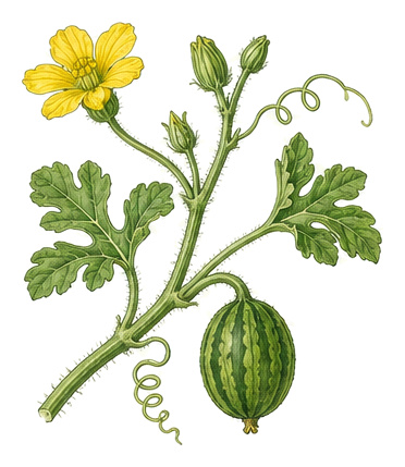 watermelon (Citrullus lanatus): plant portrait - Cucurbits, Gourd family, Harvest August - October