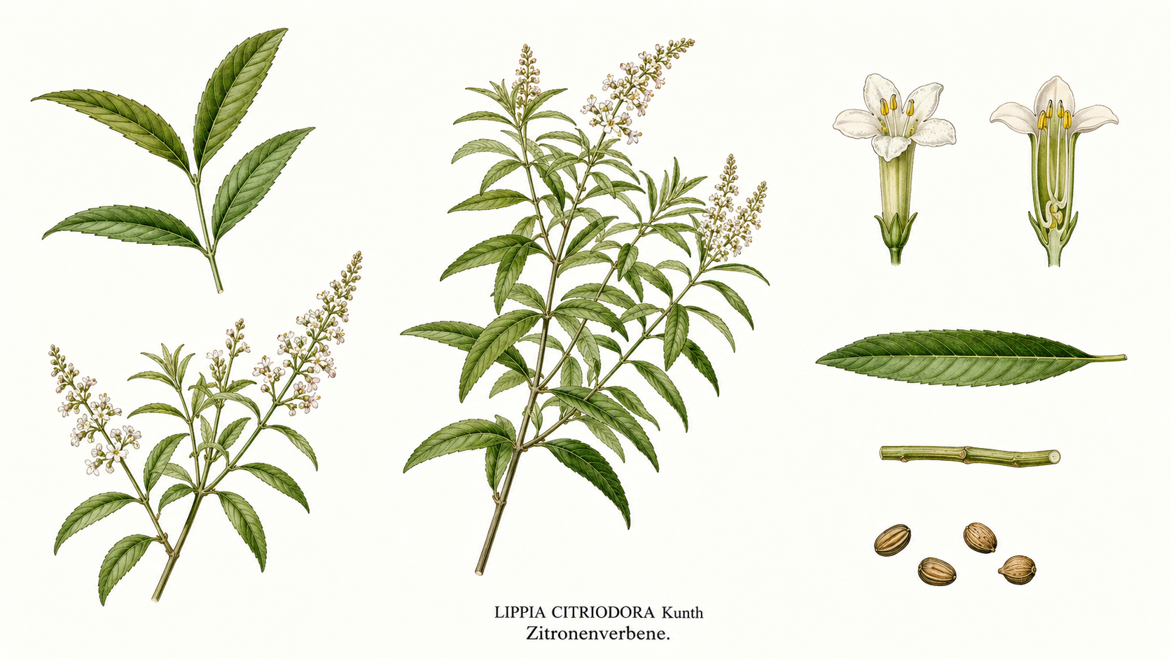 Zitronenverbene (Aloysia citrodora): Pflanzenportrait für Pflanzenportrait - Kräuter, Eisenkrautgewächse, Ernten Mai, Jun