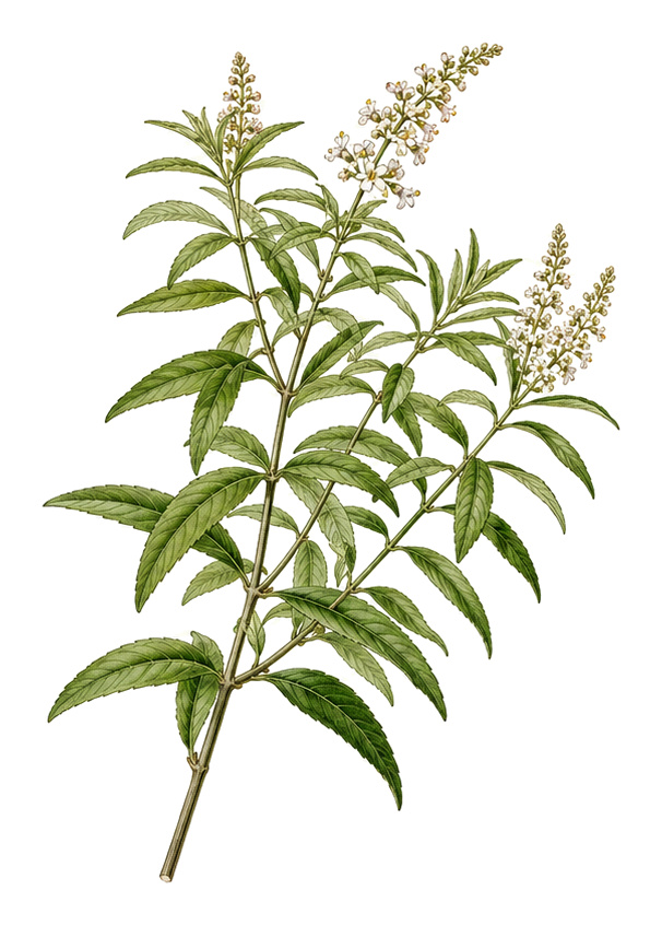 Zitronenverbene (Aloysia citrodora): Ganze Pflanze für Pflanzenportrait - Kräuter, Eisenkrautgewächse, Ernten Mai - Oktober