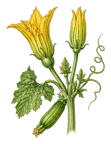 Zucchini (Cucurbita pepo var. cylindrica): 2 for plant portrait - Cucurbits, Gourd family, Harvest June - October