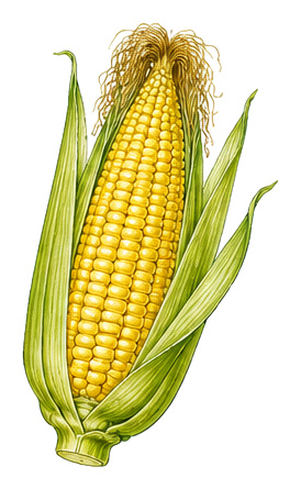 Sweet corn (Zea mays Saccharata Group): plant portrait - Vegetables, Grasses, Harvest August - October